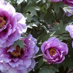 Pivnia drevit LAVENDER