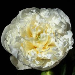 Pivnia "DUCHESSE DE NEMOURS"