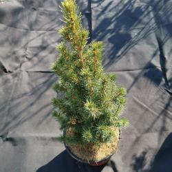 Picea glauca Conica 1