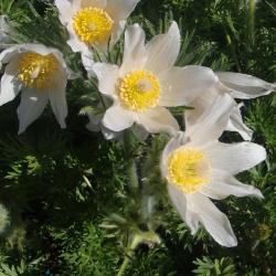 Poniklec ALBA