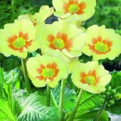 Primula Lime Orange