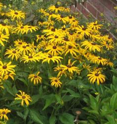 Rudbeckia Goldsturm