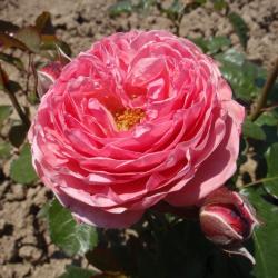 Ruža KÖLNER FLORA® kont. 3 L