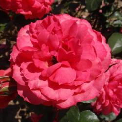 Ruža ROSARIUM UETERSEN® kont. 3 L