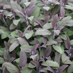 alvia Purpurascens