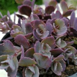 Rozchodnk / Sedum RED SPARKLE