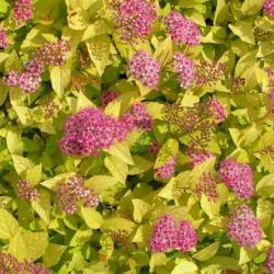 Spirea Golden Princess kvet