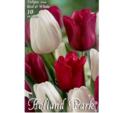 Tulipny Duo Red - White 10ks/bal