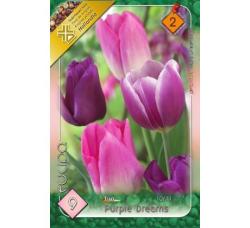 Tulipny Trio Purple Dreams 9ks/bal