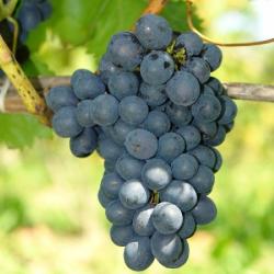Vini NERO