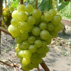 Vini PALATINA
