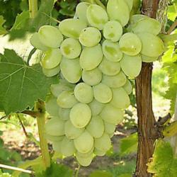 Vini SUGRAONE