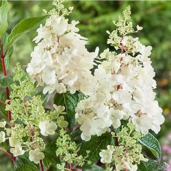 Hortenzia WIMS RED  kont 2L 40/60 cm