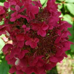 Hortenzia Wims Red jese