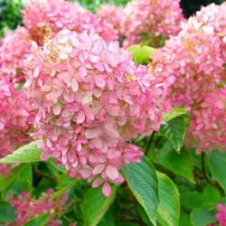 Hortenzia Wims Red