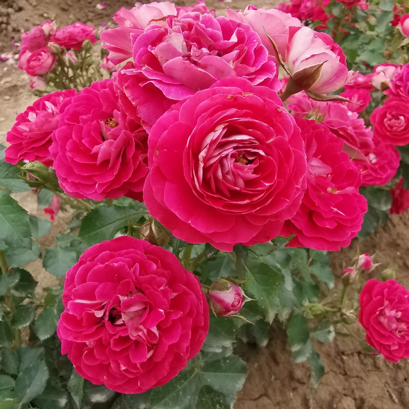 Ruža CORAZON ® kont. 3 L